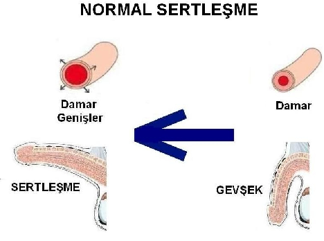 sarabin cinsellige etkisi